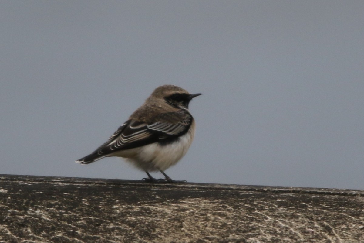 Pied Wheatear - Mathieu Franzkeit