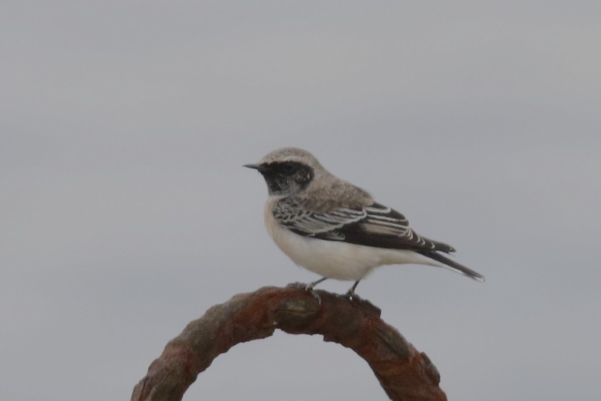 Pied Wheatear - Mathieu Franzkeit