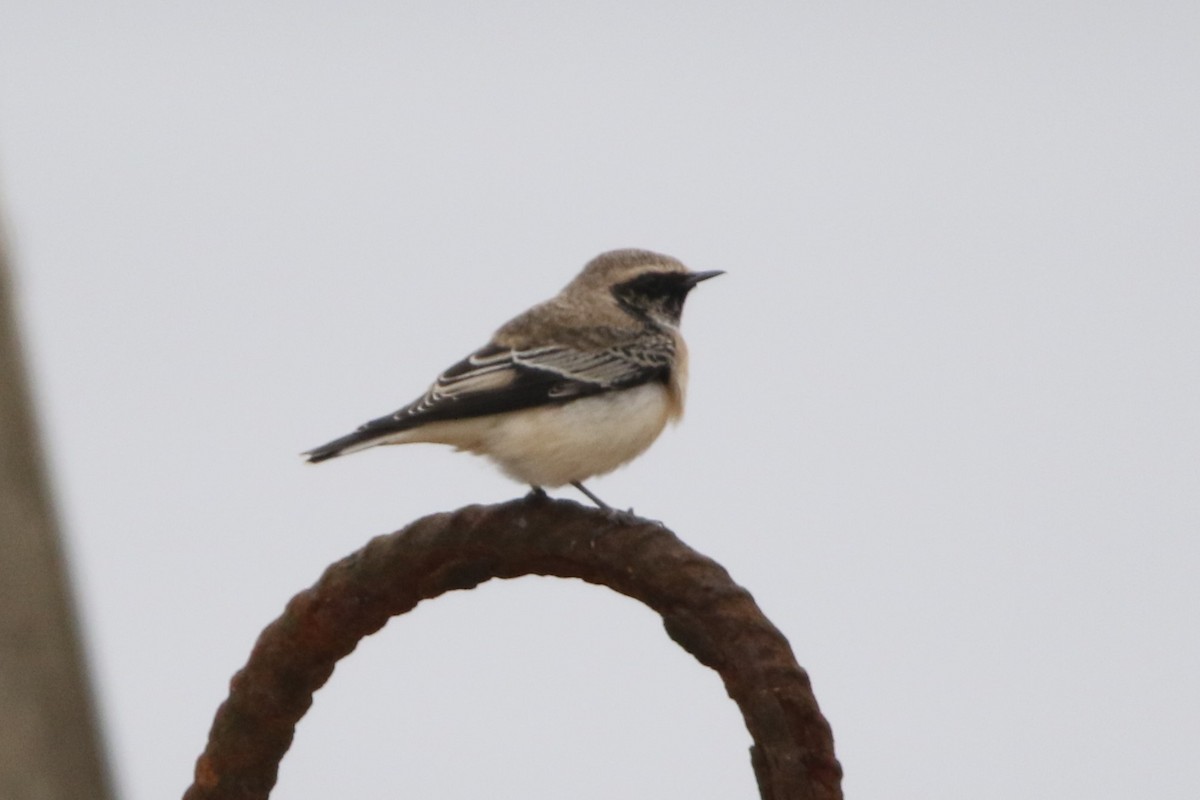 Pied Wheatear - ML616317606