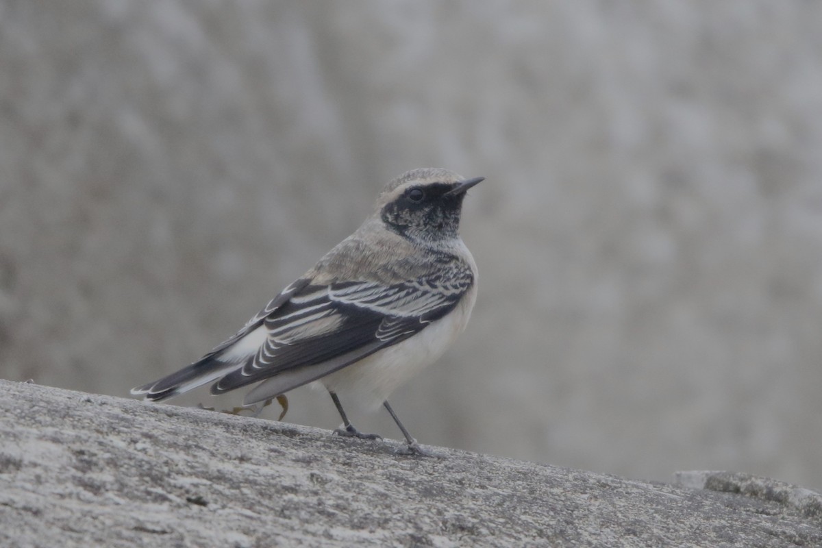 Pied Wheatear - ML616317607