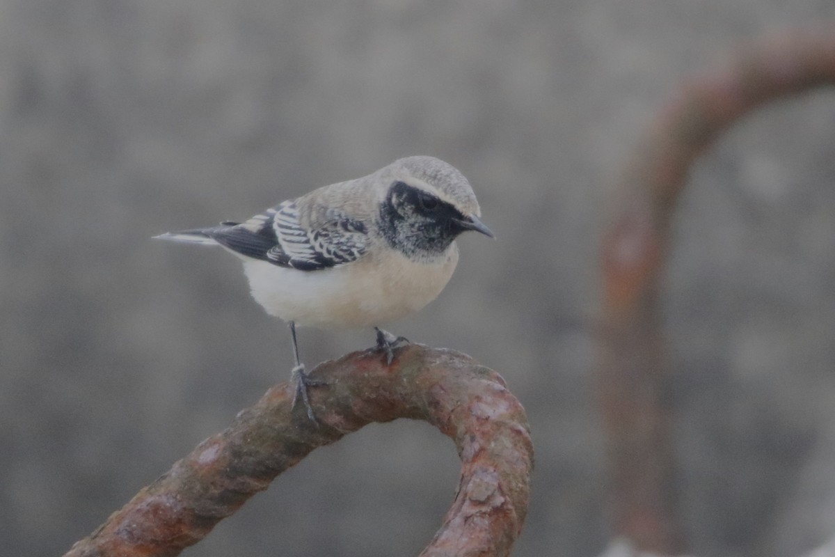 Pied Wheatear - ML616317608