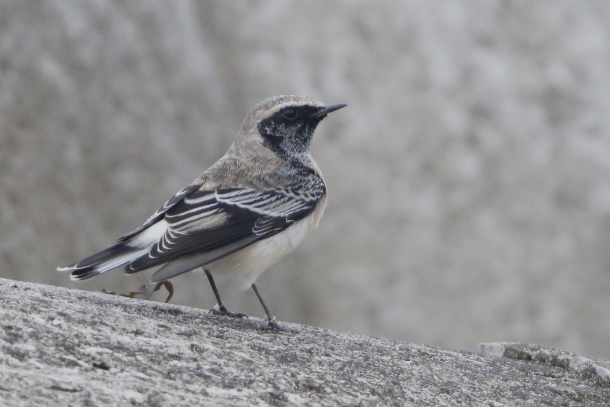 Pied Wheatear - Mathieu Franzkeit