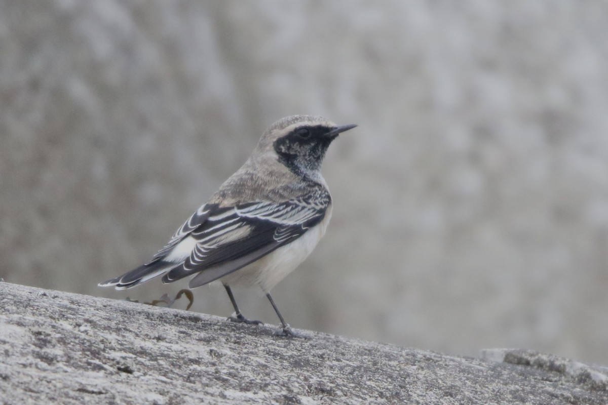 Pied Wheatear - ML616317610