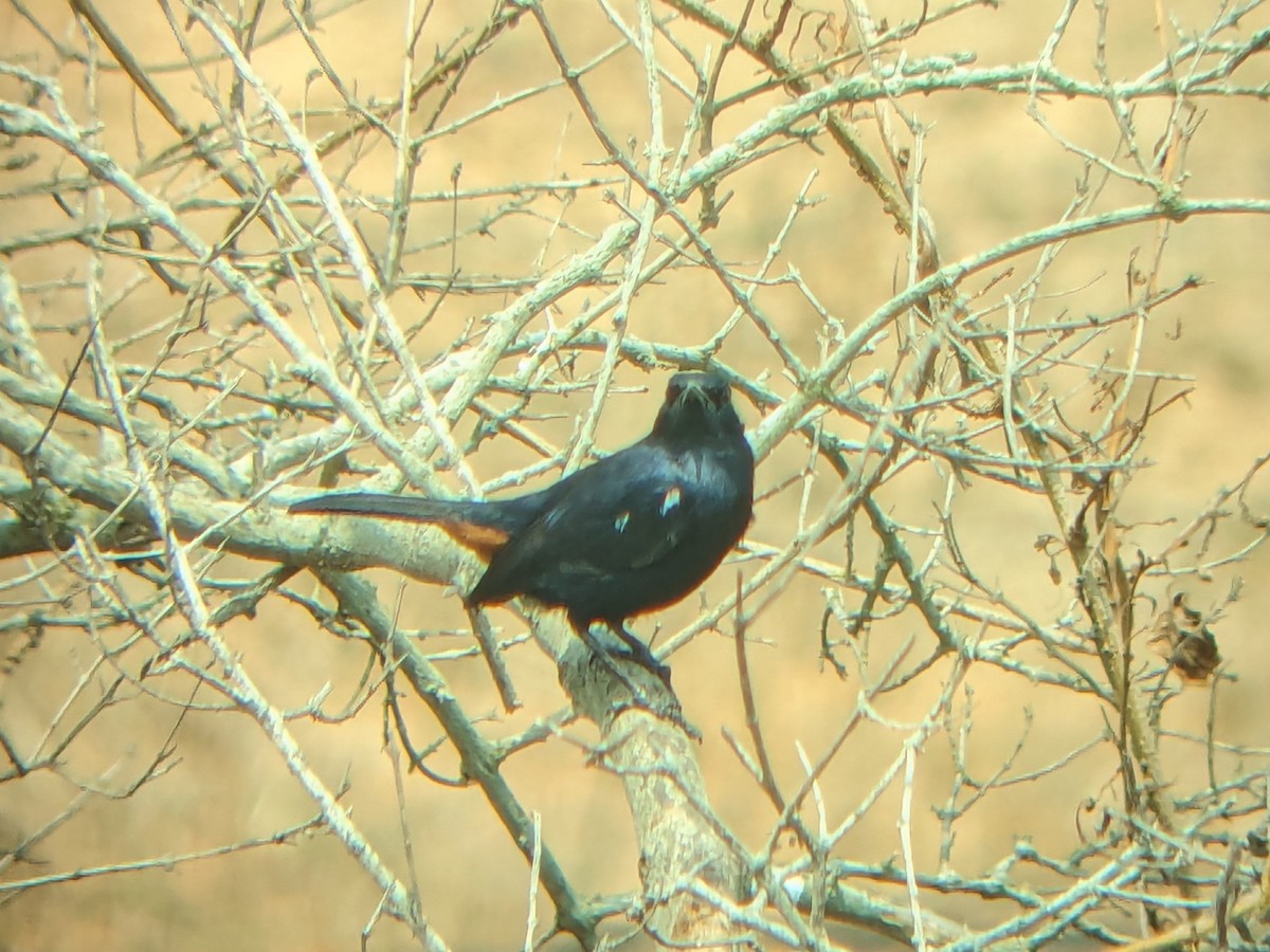 Indian Robin - ML616317611