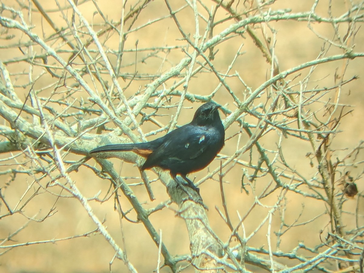 Indian Robin - ML616317612