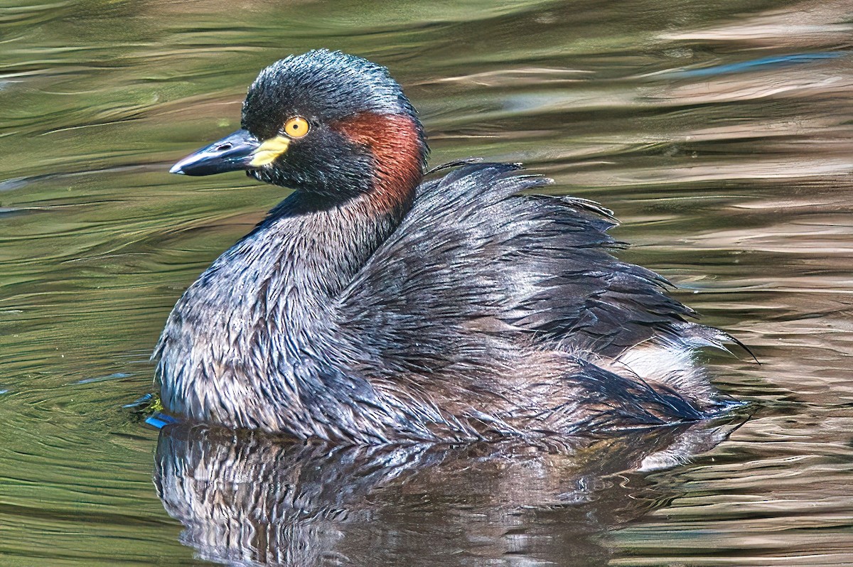 Australasian Grebe - ML616317628