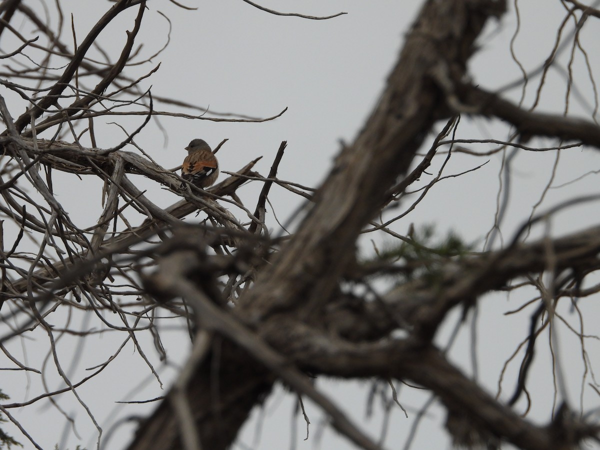 Yemen Linnet - ML616317629