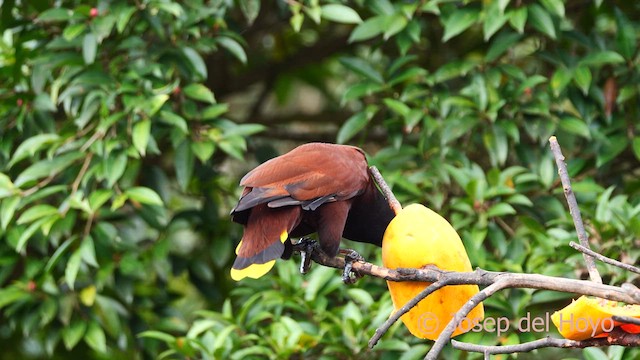 Montezuma Oropendola - ML616317631