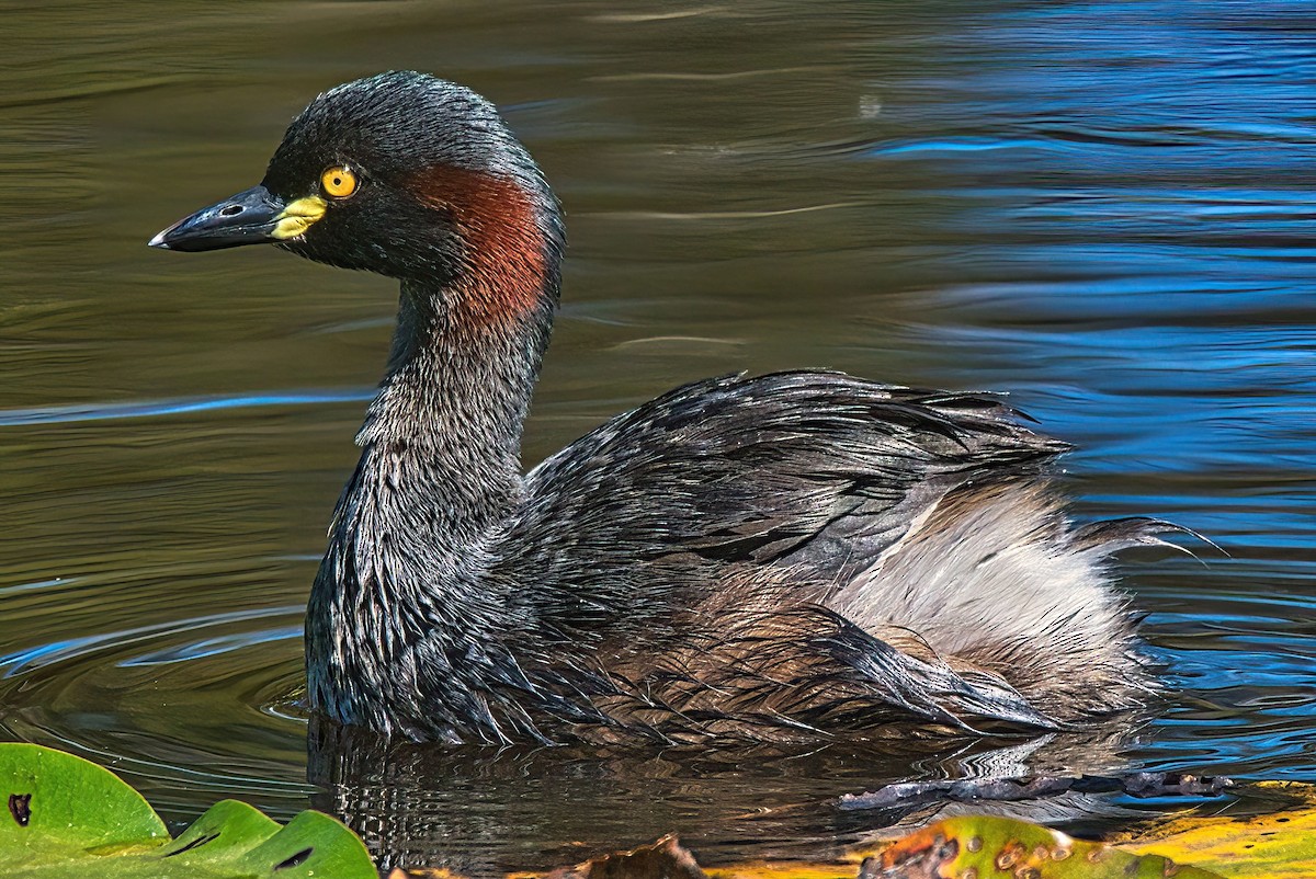 Australasian Grebe - ML616317742