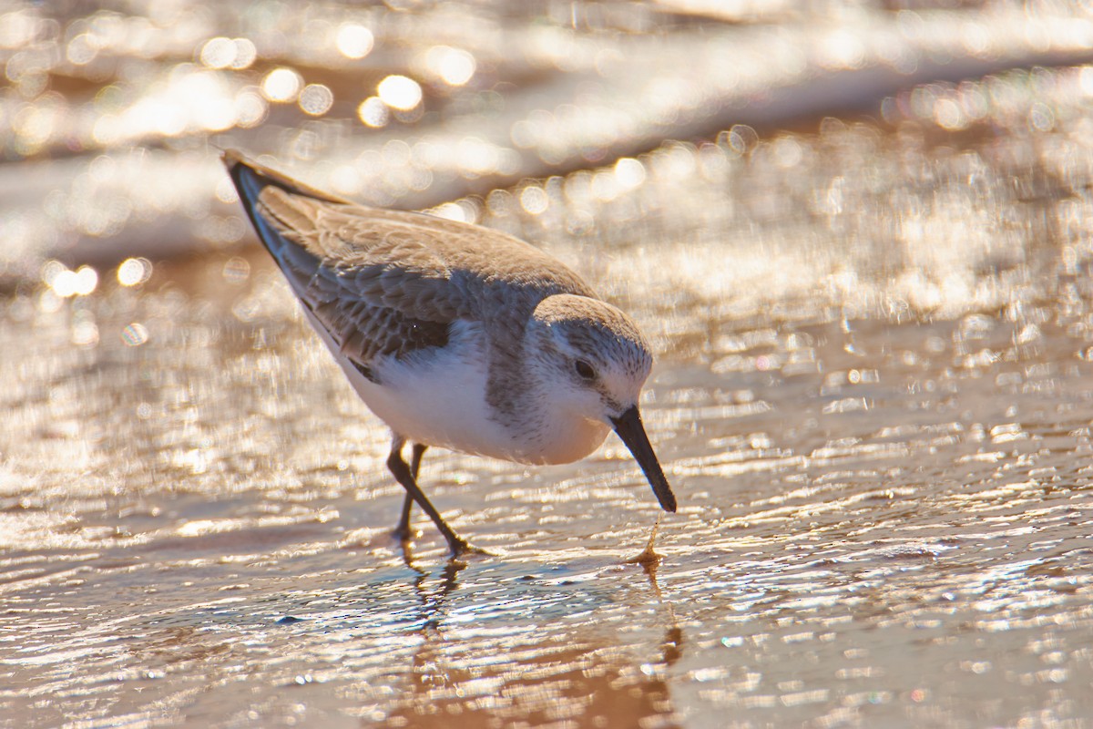 Sanderling - Lukáš Váňa