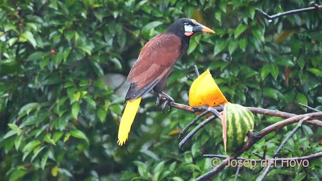 Montezuma Oropendola - ML616317771