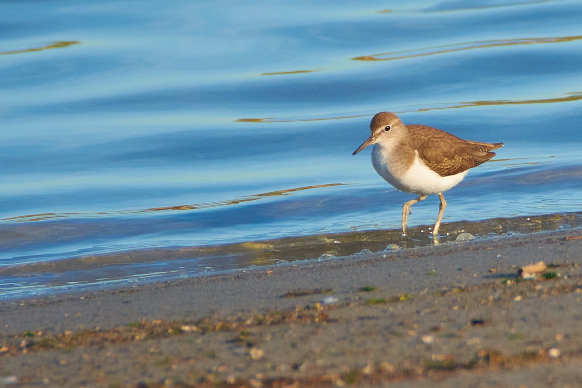 Common Sandpiper - ML616317774