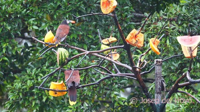 Montezuma Oropendola - ML616317805