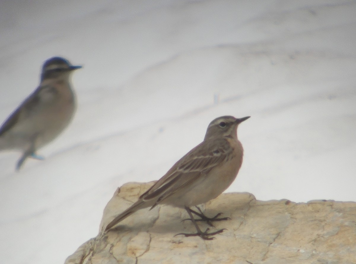 Water Pipit - ML616317891