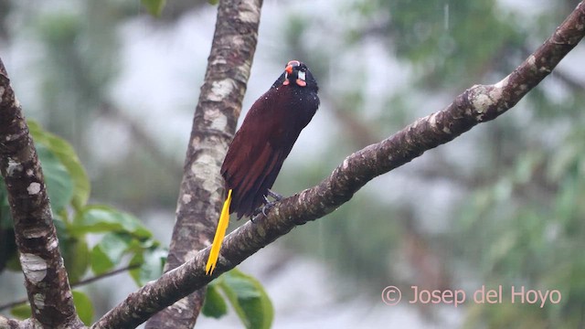 Montezuma Oropendola - ML616317929