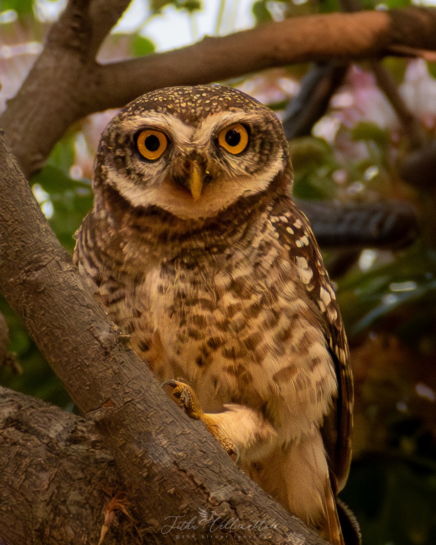 Spotted Owlet - ML616317975