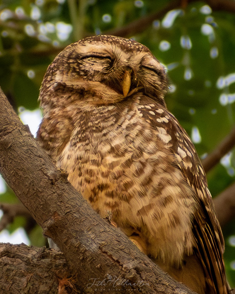 Spotted Owlet - ML616317976