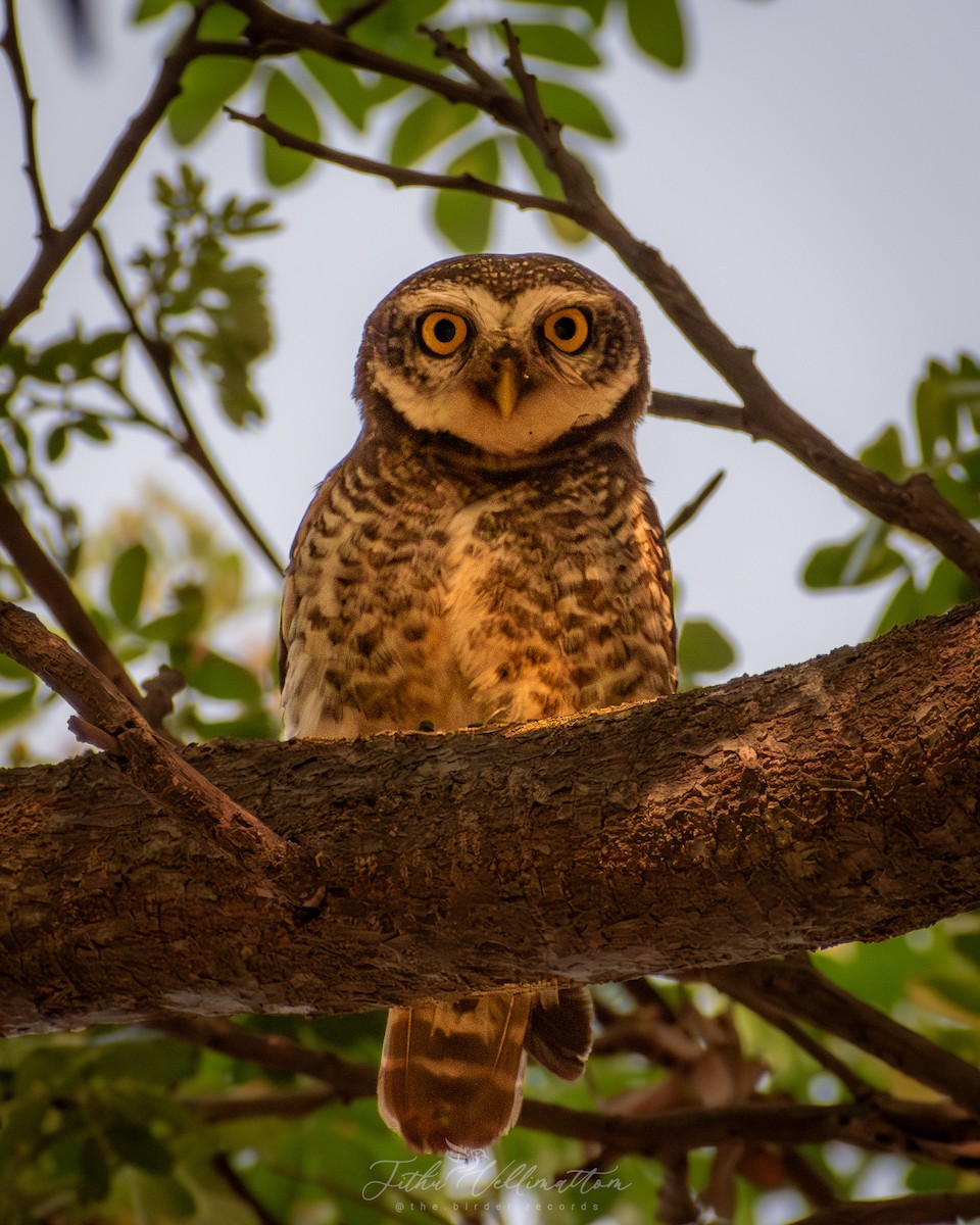 Spotted Owlet - ML616317977