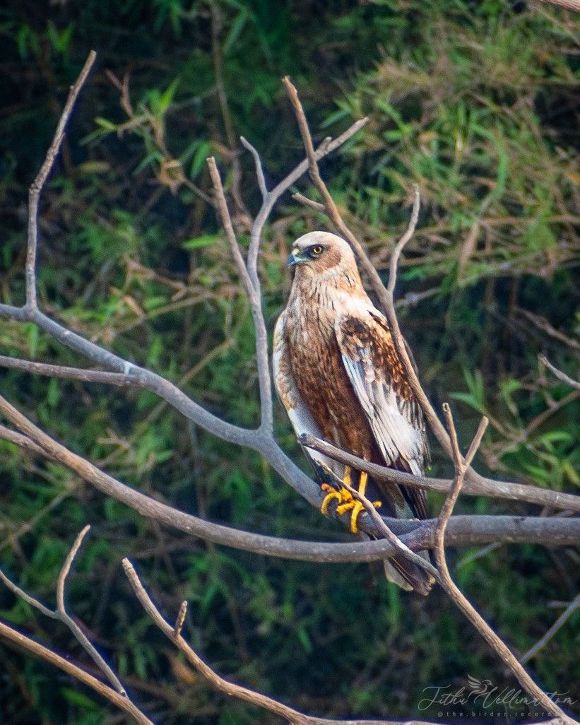 Western Marsh Harrier - ML616317982