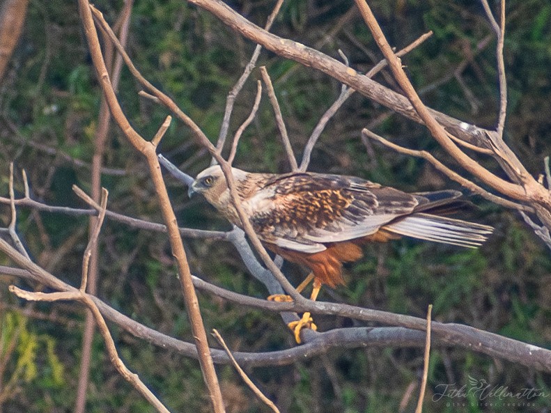 Western Marsh Harrier - ML616317983