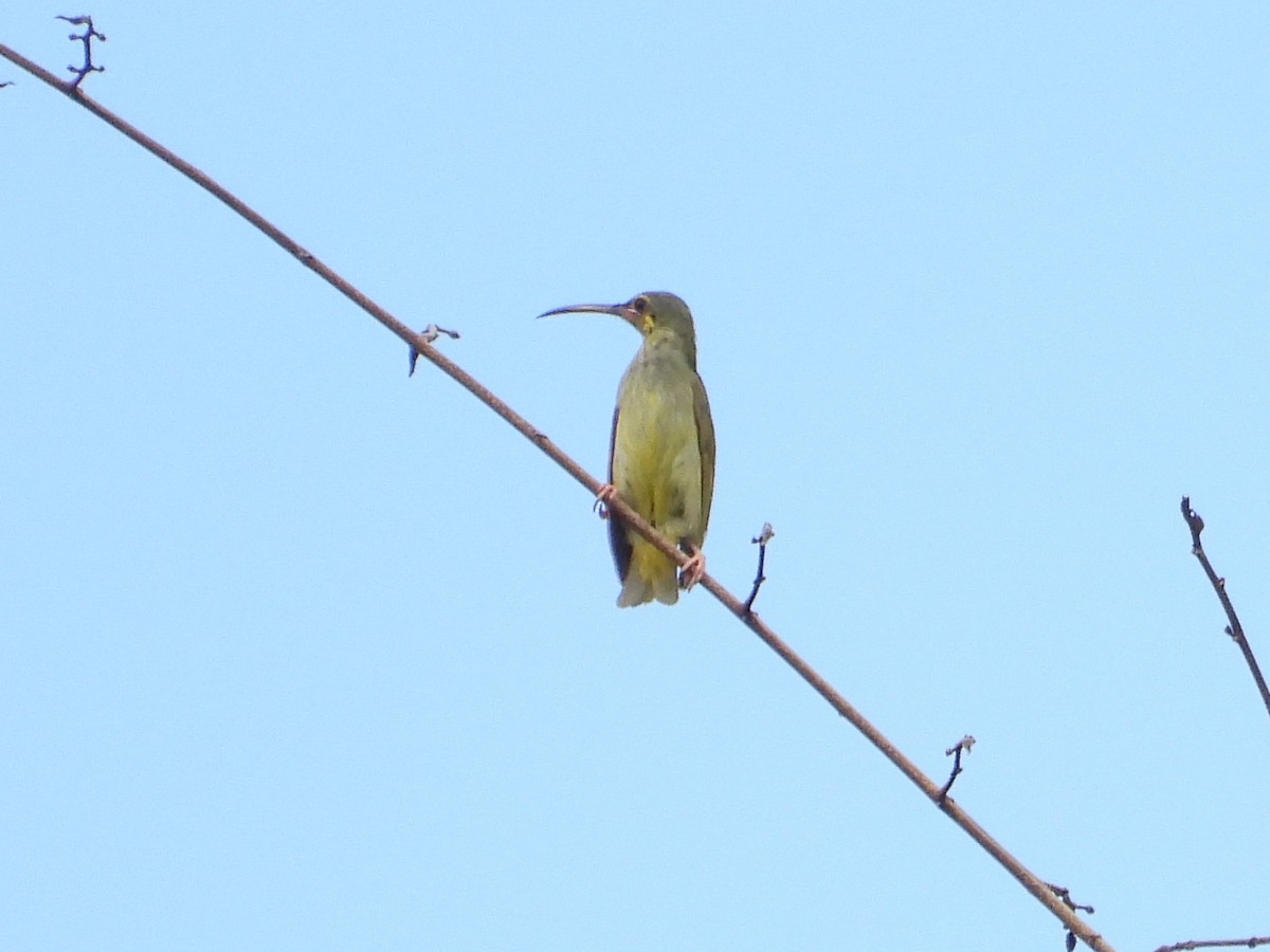 Yellow-eared Spiderhunter - ML616318064