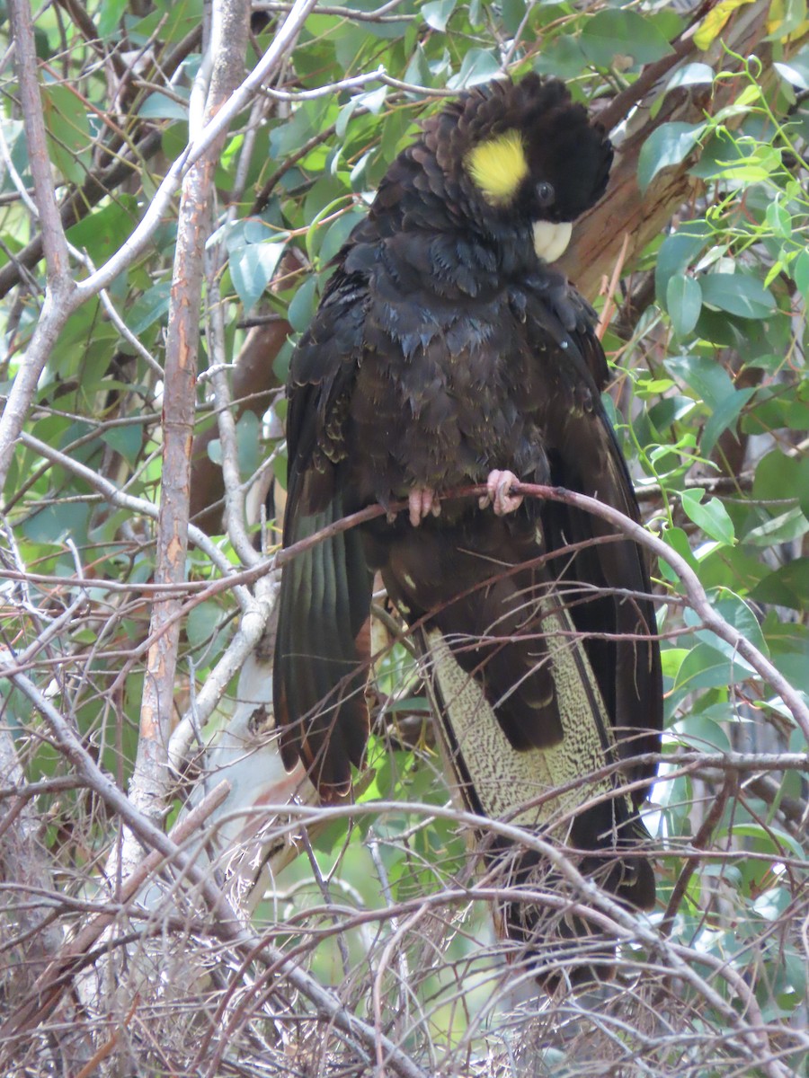 Yellow-tailed Black-Cockatoo - ML616318081