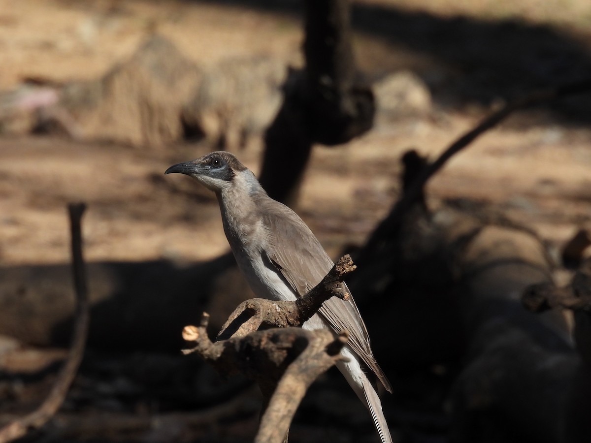 Little Friarbird - ML616318104