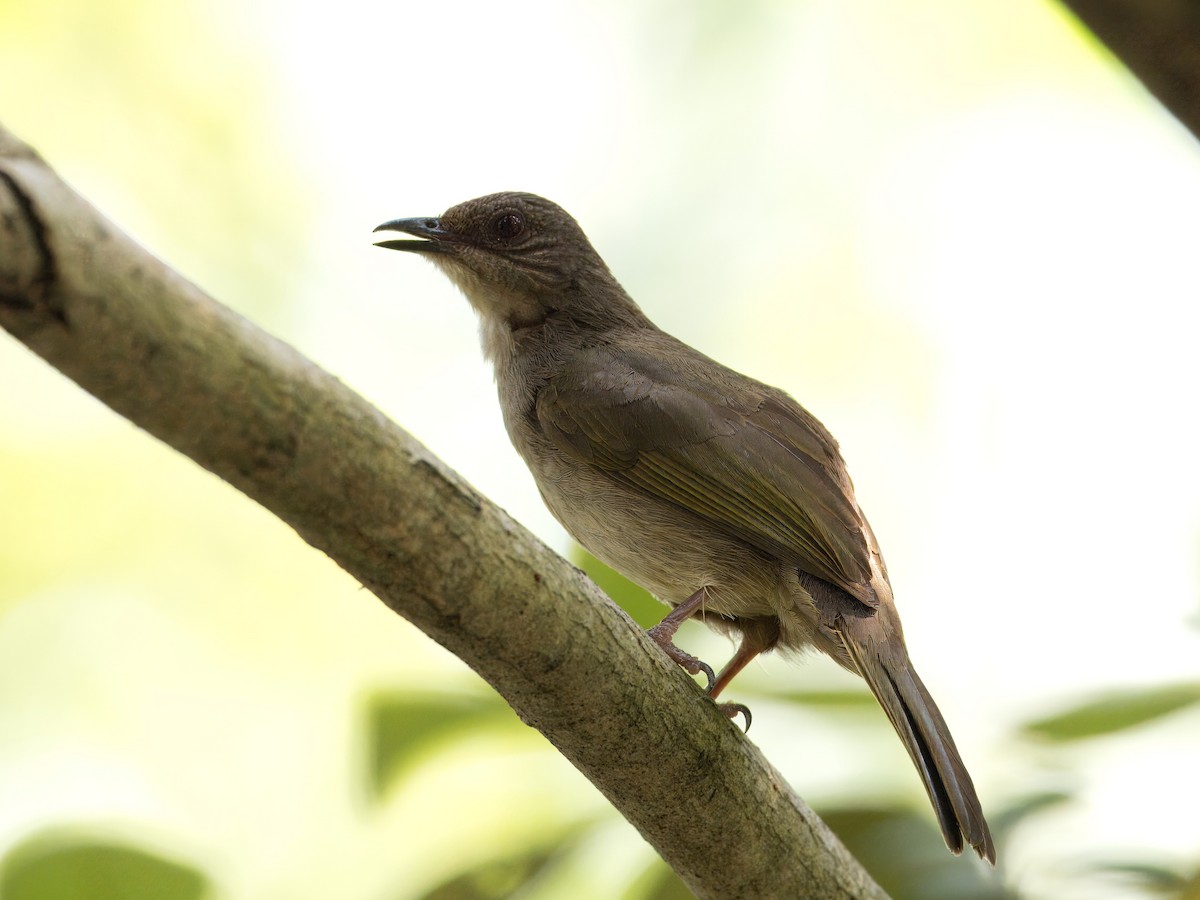 Olive-winged Bulbul - Evelyn Lee