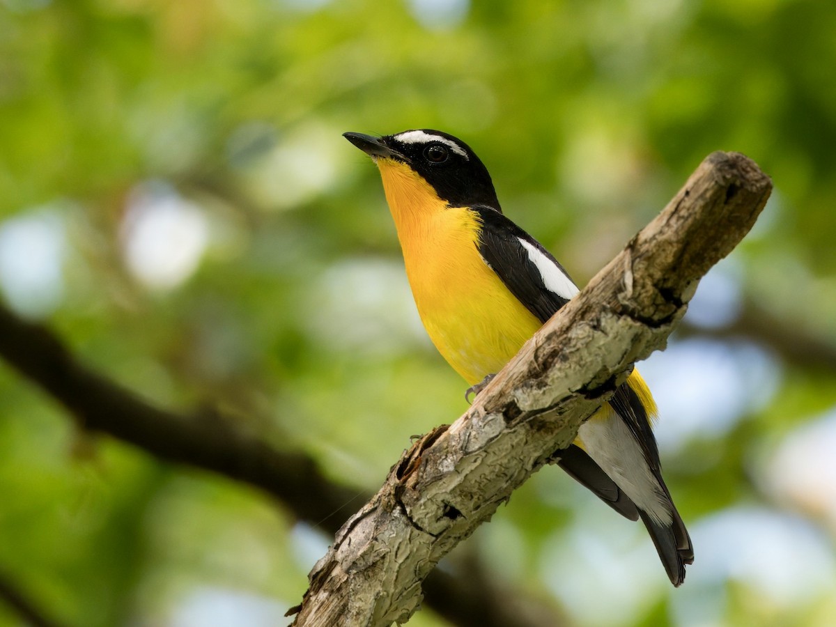 Yellow-rumped Flycatcher - Evelyn Lee