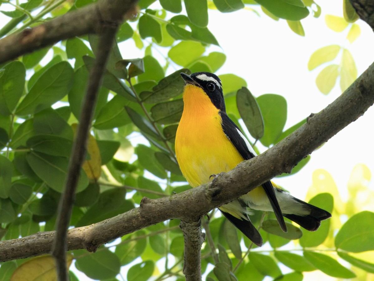 Yellow-rumped Flycatcher - Evelyn Lee