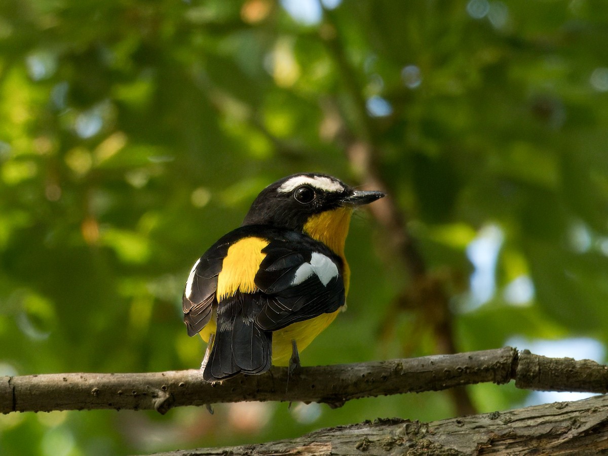 Yellow-rumped Flycatcher - Evelyn Lee