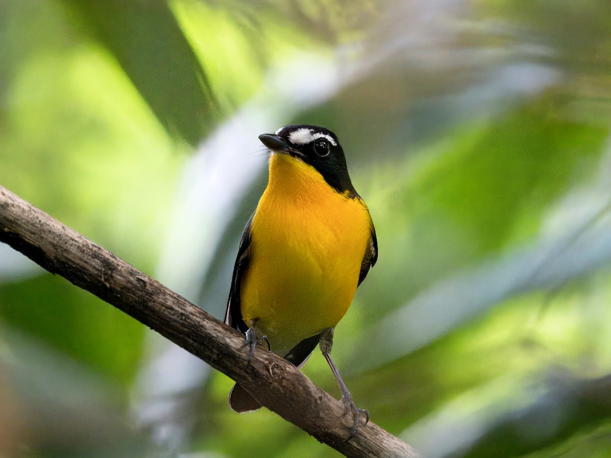 Yellow-rumped Flycatcher - Evelyn Lee