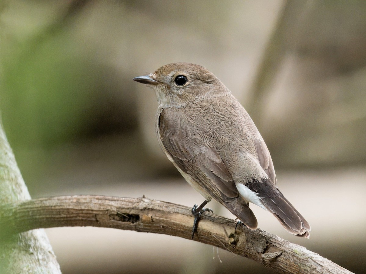 Taiga Flycatcher - ML616318133