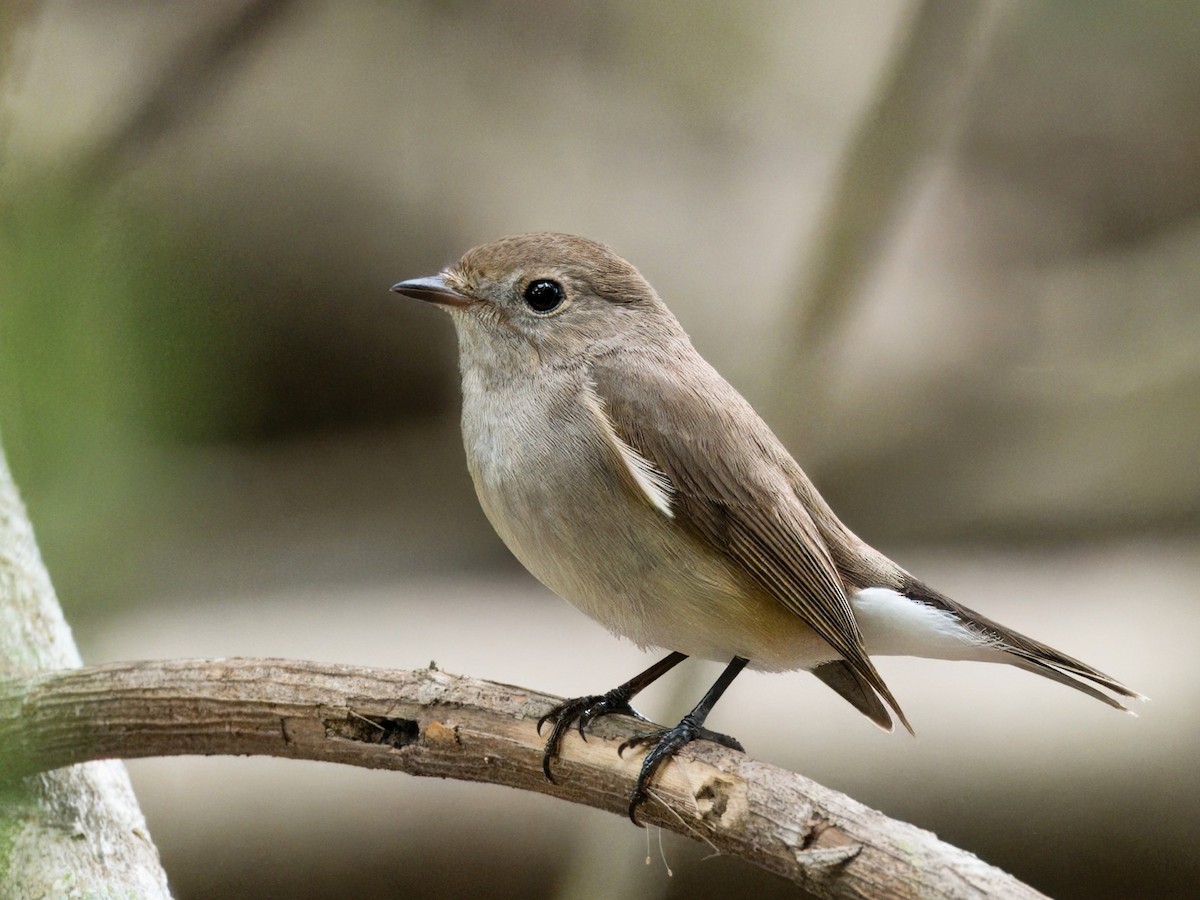 Taiga Flycatcher - Evelyn Lee