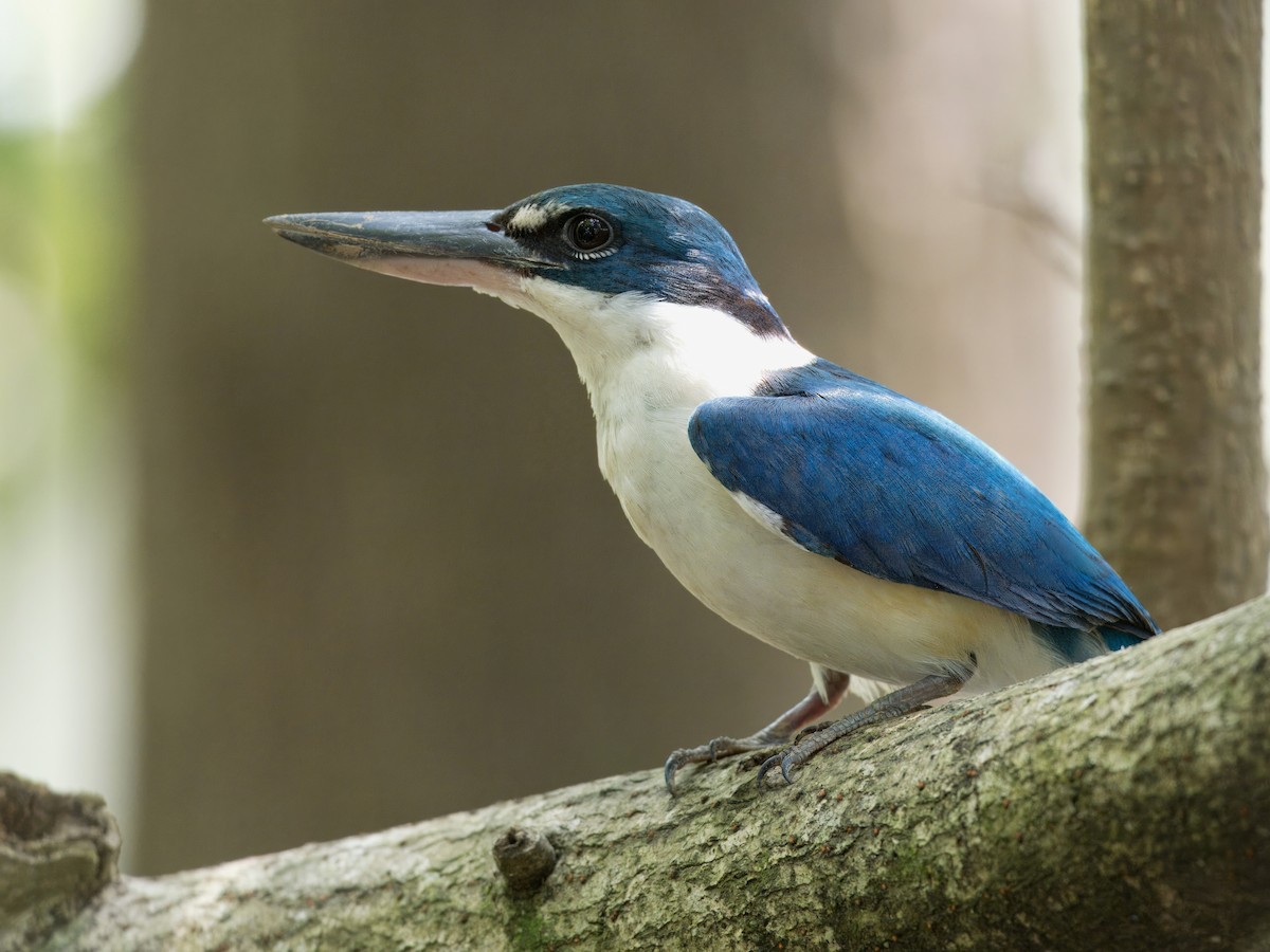 Collared Kingfisher - ML616318143