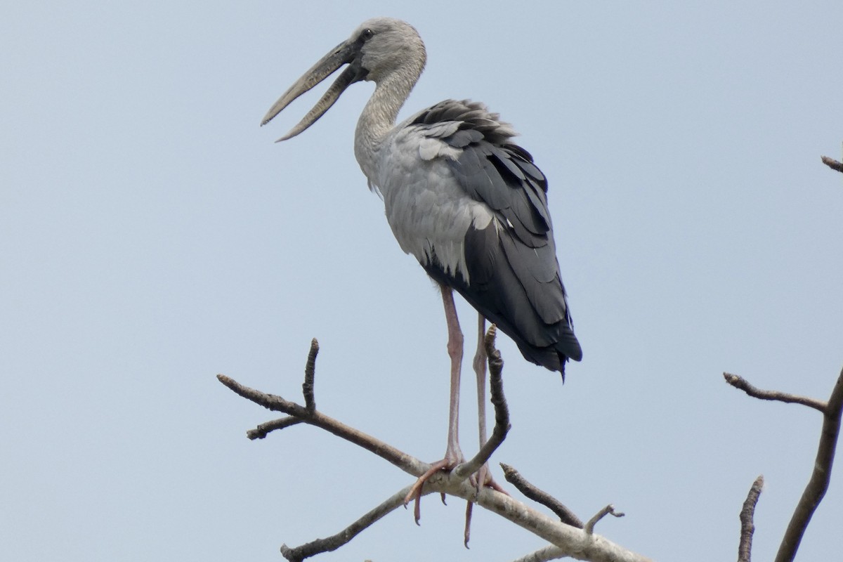 Asian Openbill - John Russell