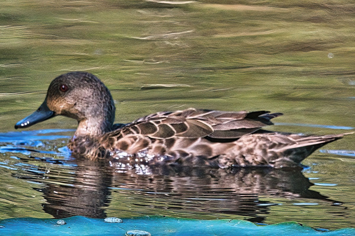 Avustralya Gri Çamurcunu - ML616318155