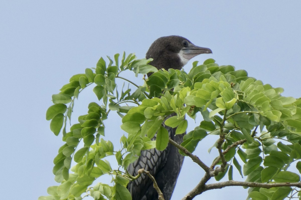 Cormoran de Vieillot - ML616318156