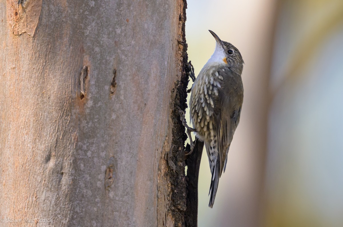 White-throated Treecreeper - ML616318198