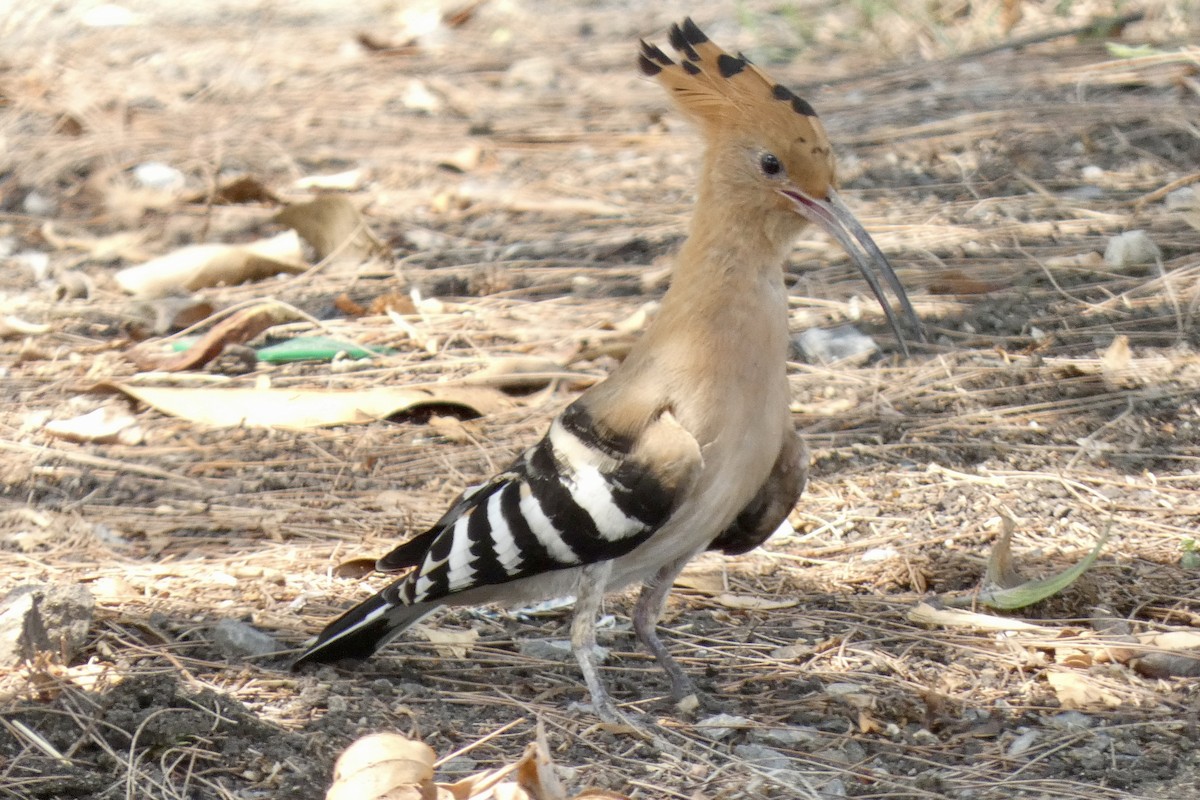 Eurasian Hoopoe (Eurasian) - John Russell