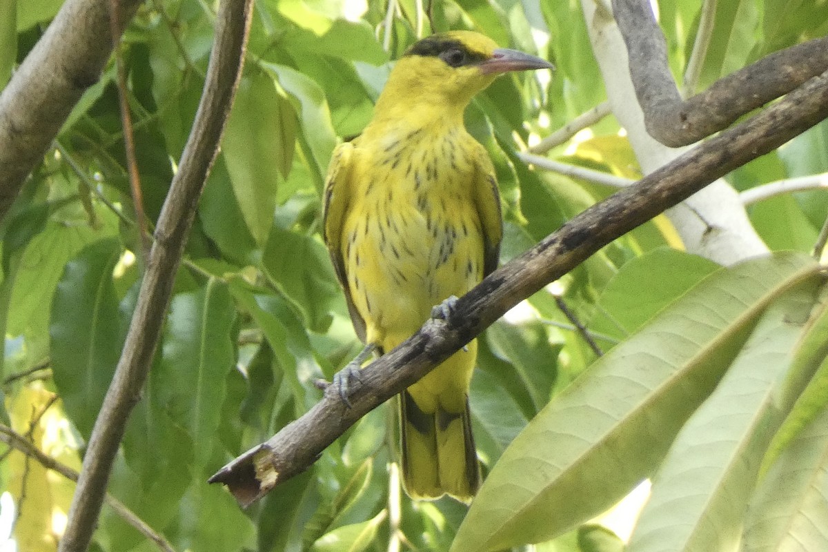 Black-naped Oriole (East Asian) - John Russell