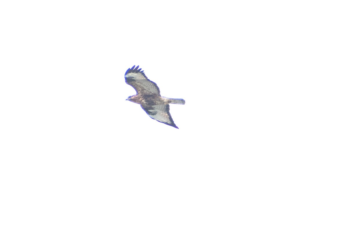 Common/Himalayan Buzzard - ML616318215