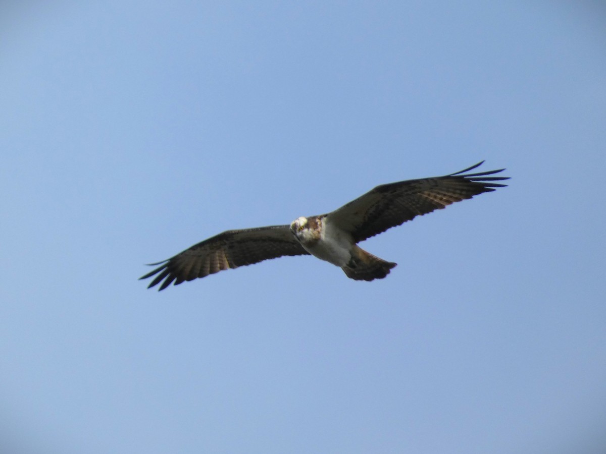 ミサゴ - ML616318217