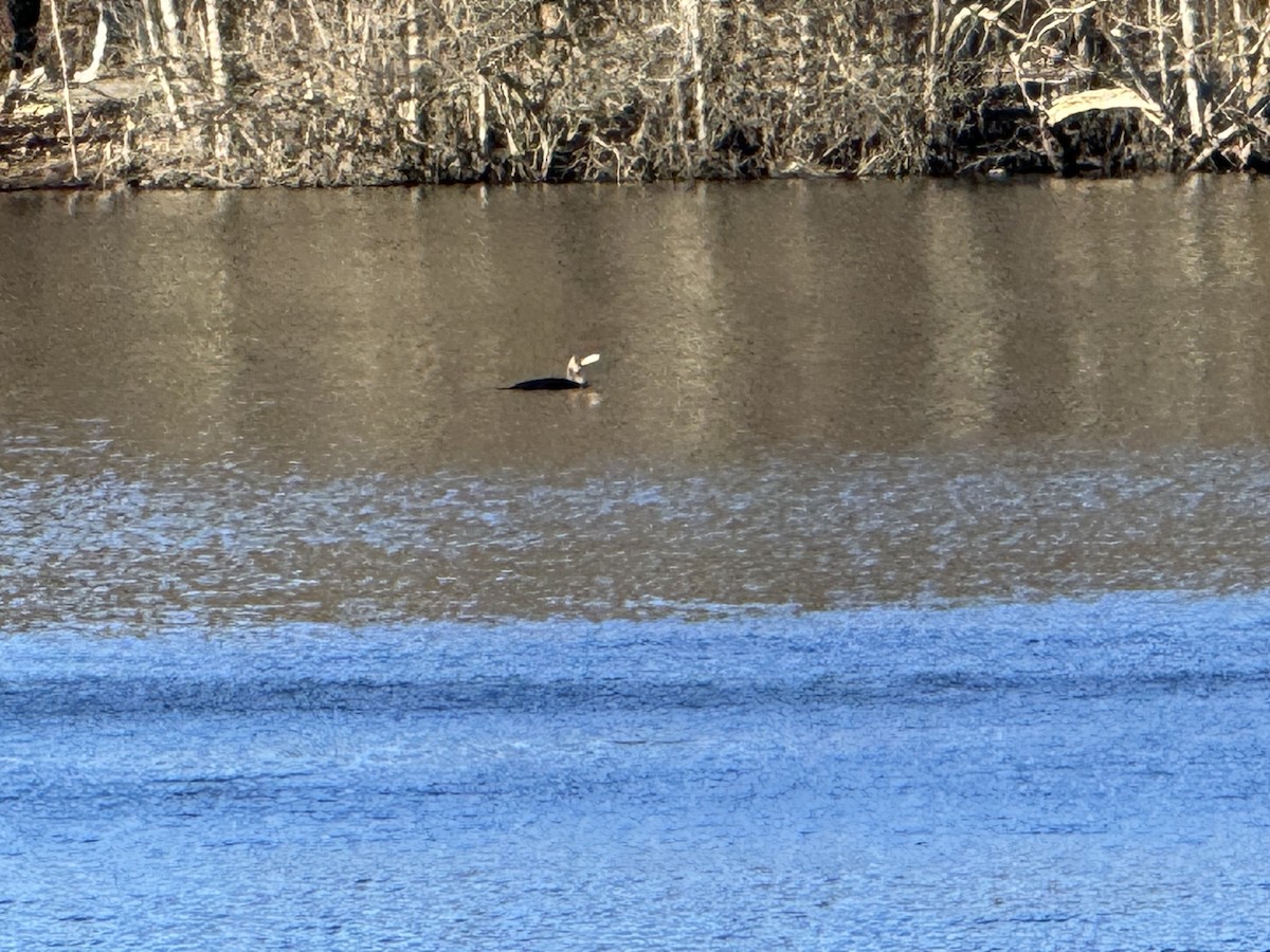 Double-crested Cormorant - ML616318241