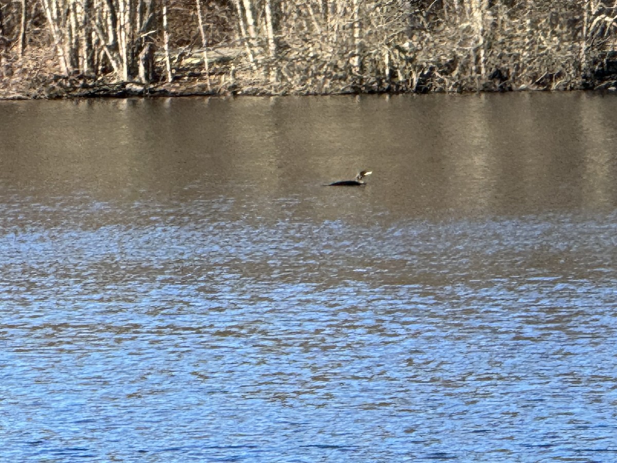 Double-crested Cormorant - ML616318242