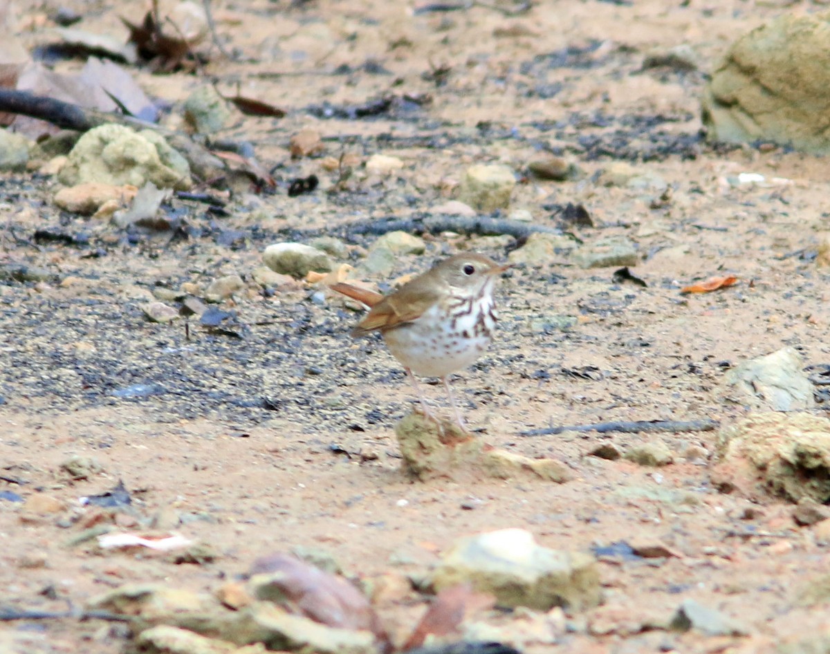 Hermit Thrush - ML616318255