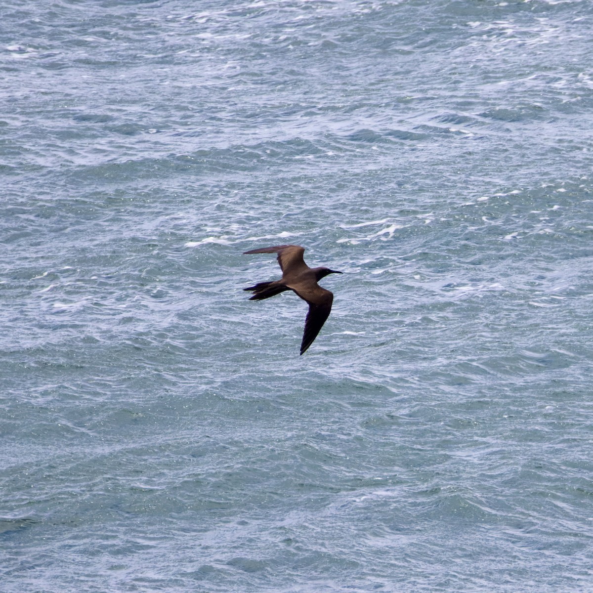 Brown Noddy - ML616318263