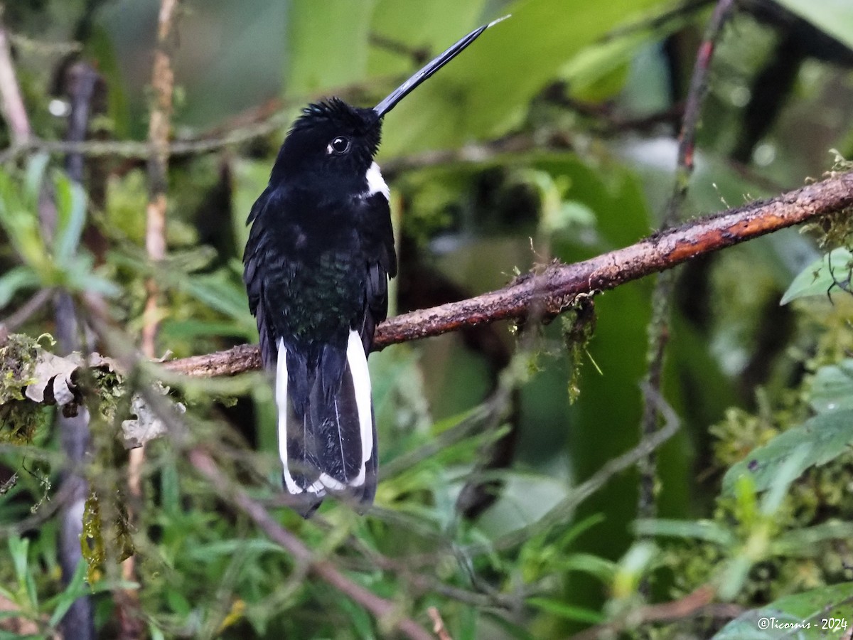 Collared Inca (Collared) - ML616318268