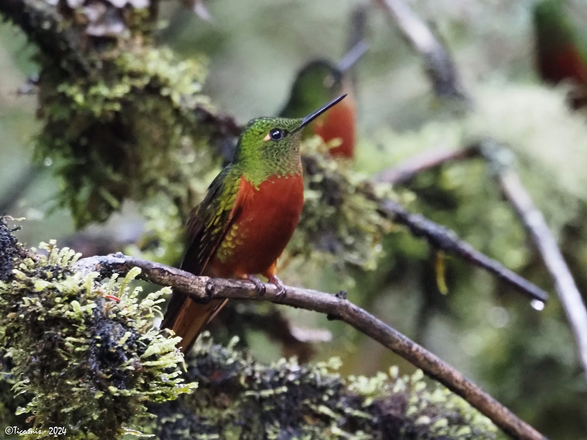 kolibřík peruánský - ML616318274