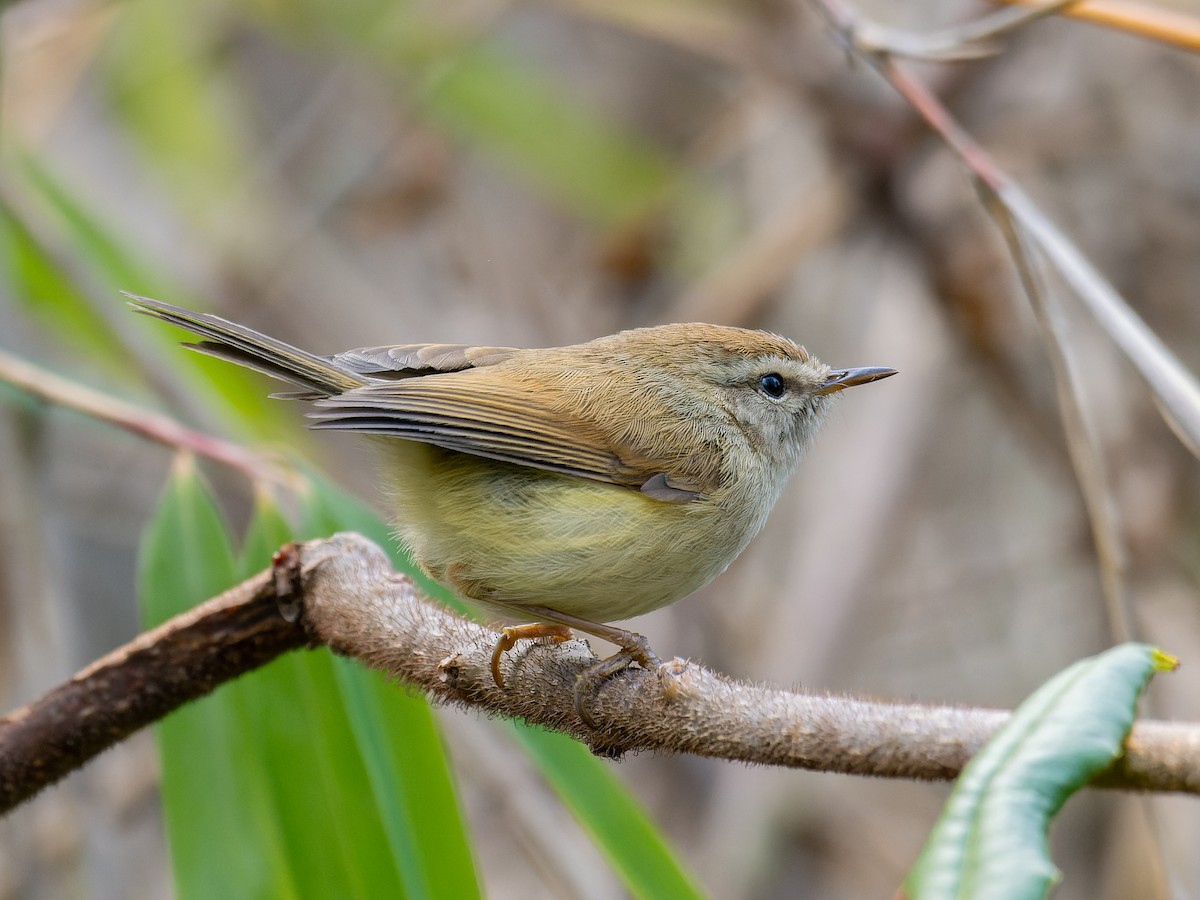 Hume's Bush Warbler - ML616318275